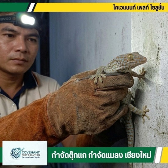 ตุ๊กแกเข้าบ้าน เรียกบริษัทจับตุ๊กแกเชียงใหม่