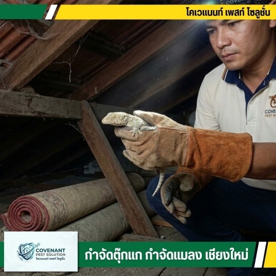 บริการจับตุ๊กแกถึงบ้าน โทรเรียกด่วน