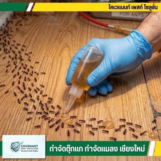 บริการรับกำจัดมด แมลงสาบ ไร้สารเคมี ครบวงจร