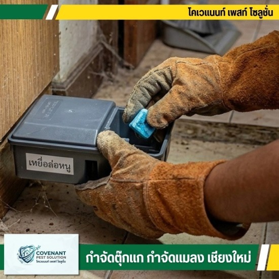 บริการรับไล่หนู กำจัดหนู ราคาประหยัด เชียงใหม่