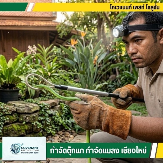 พบงูเข้าบ้าน เรียกคนจับงูด่วน เชียงใหม่