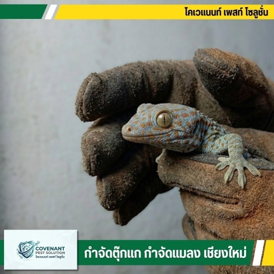 รับจับตุ๊กแก ไล่ตุ๊กแกโดยไม่ใช้สารเคมี